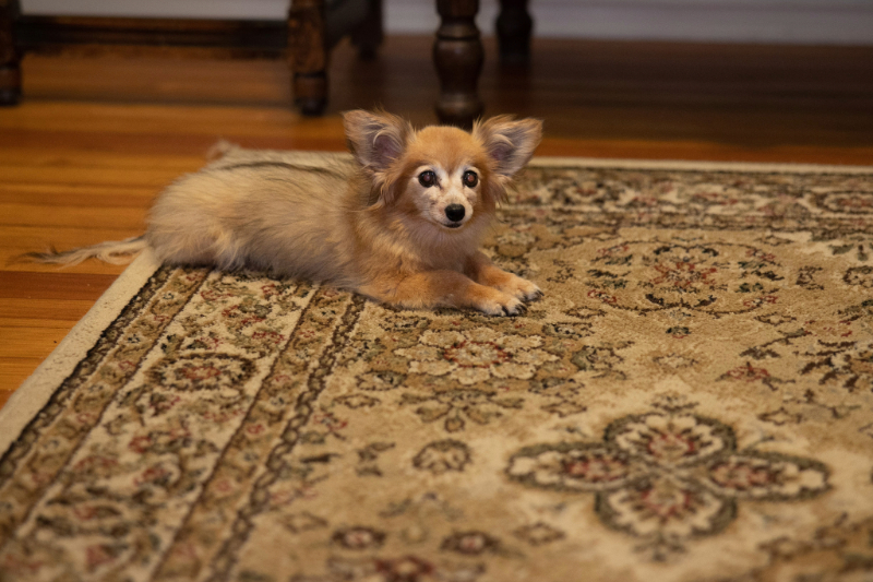 Cute Small Client Pet Dog
